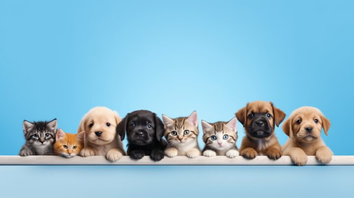 新しいWEBサイトを開設しました！すこやか動物病院の画像