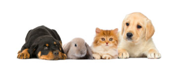 犬・猫たち