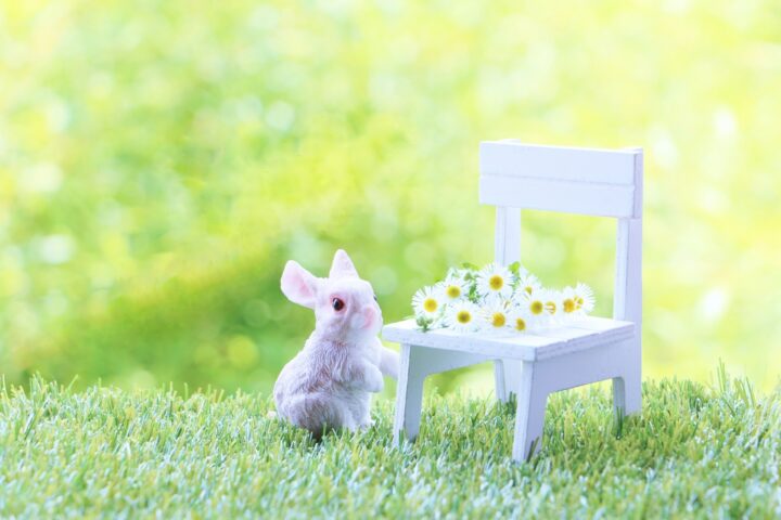 ペットの西洋医学と東洋医学｜統合医療・鍼灸・漢方｜すこやか動物病院（明石市）の画像