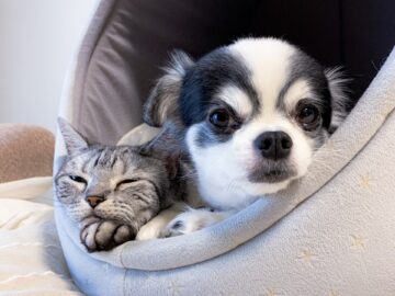 犬・猫