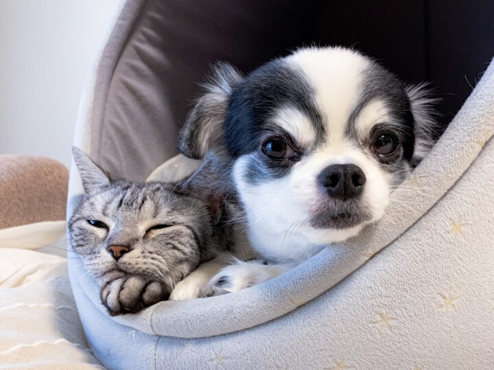 犬・猫の診療｜高齢ペット医療・一般診療・症状別相談｜すこやか動物病院（明石市）の画像