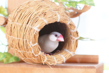 シルバー文鳥のメス