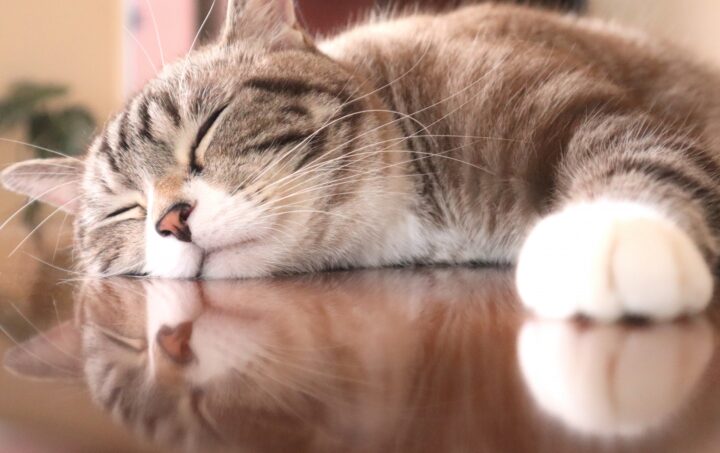 すこやか動物病院お知らせ 9月は「夏の疲れ」が出やすい季節ですの画像
